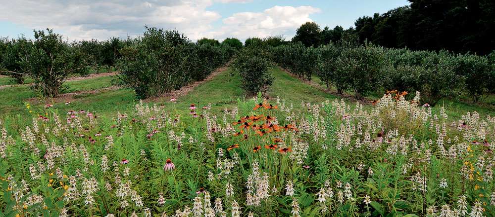 Preface Native insects that prey upon or parasitize crop pests are unsung - photo 4