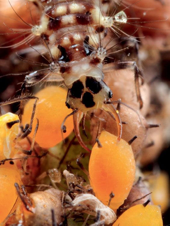 Lacewing larvae contribute to pest management on farms and in gardens by - photo 5