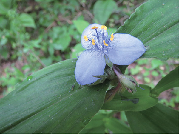 A blue spiderwort blooms along the Borden Creek Trail in the Sipsey Wilderness - photo 4