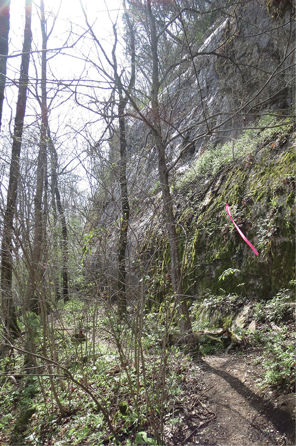 The Cave Mountain Loop trail hugs the base of a tall bluff with a large tupelo - photo 6