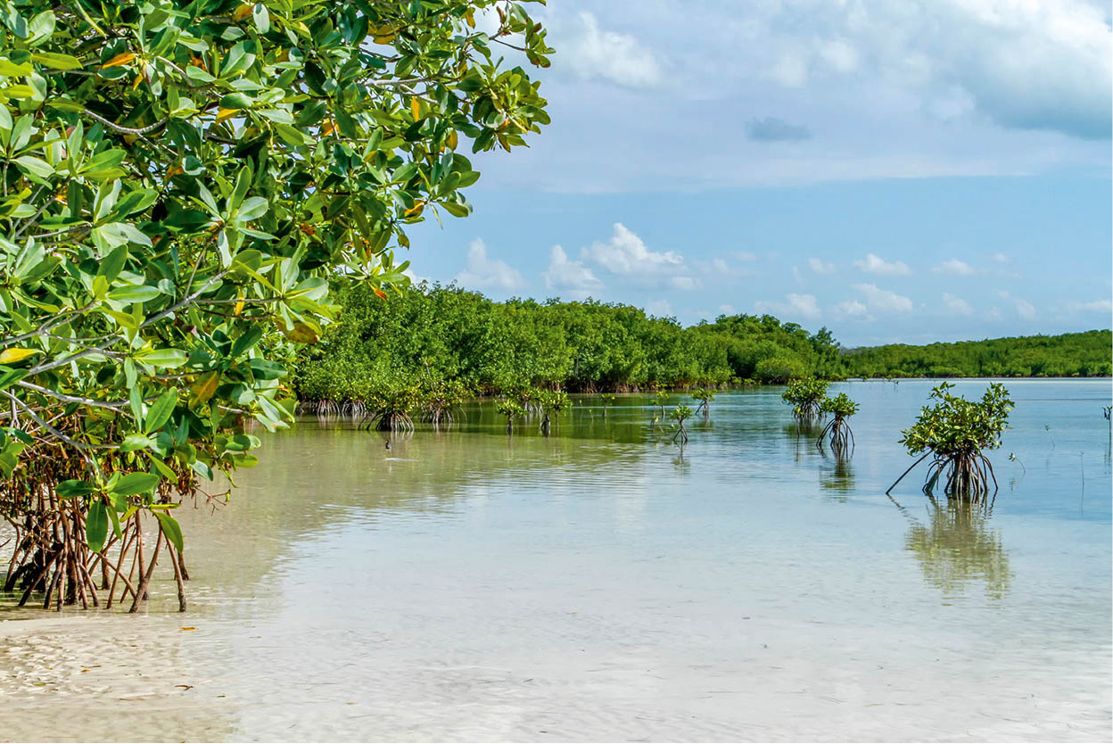 Parque Nacional Desembarco de Granma The mangroves swamps and razor-sharp - photo 13