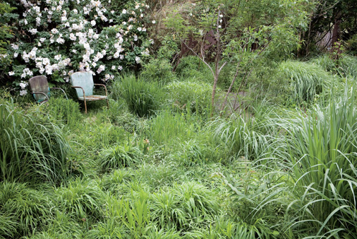 This was my first meadow garden it was an urban southern california oasisyoud - photo 4