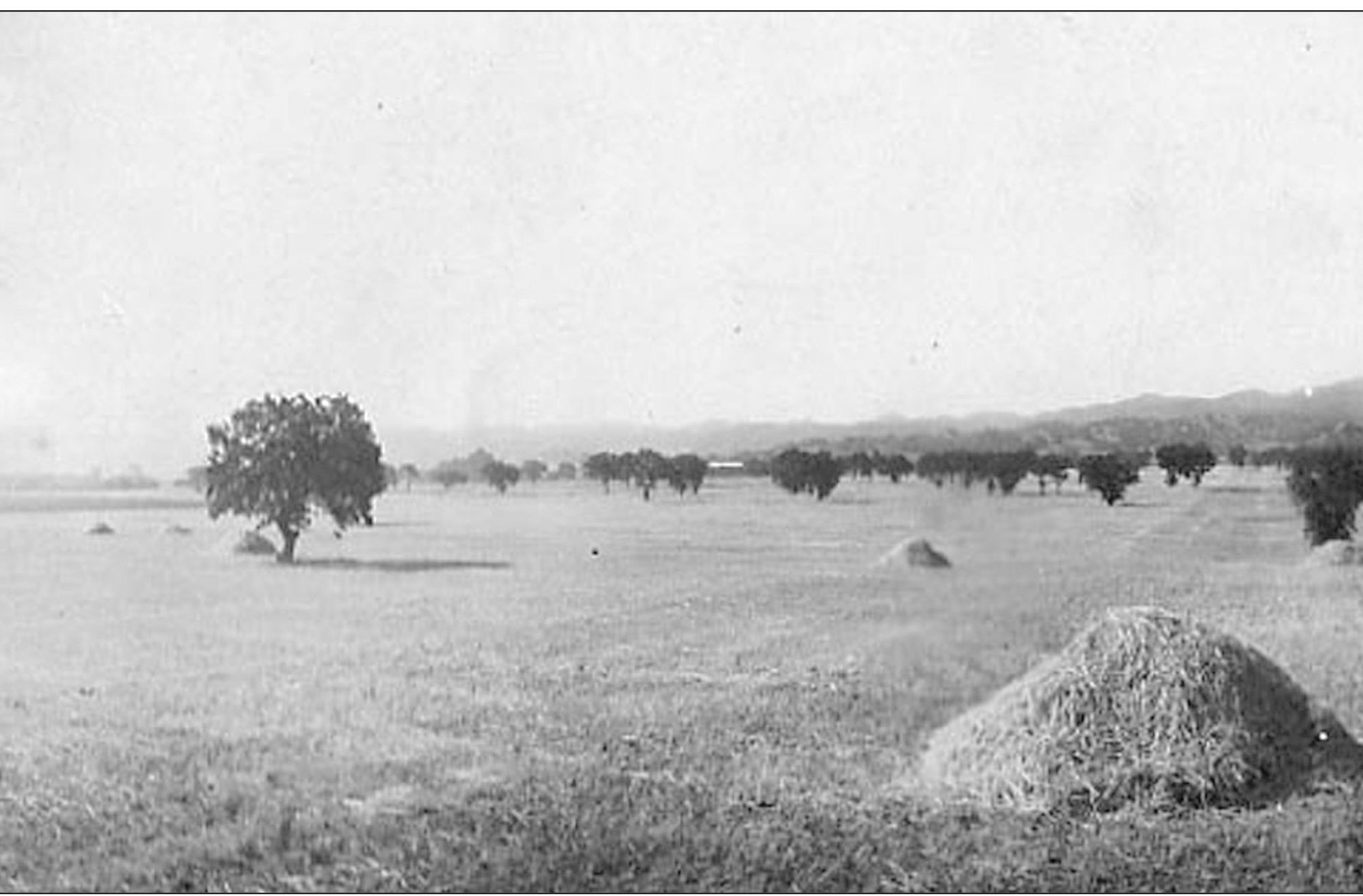 This panoramic view of the Encino hay field in 1915 offers a glimpse of what - photo 7