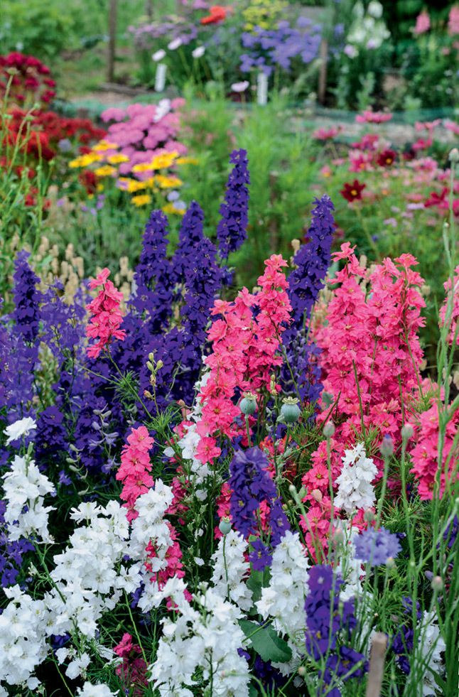 My cut flower patch is a special place I am writing this on a bleak - photo 5