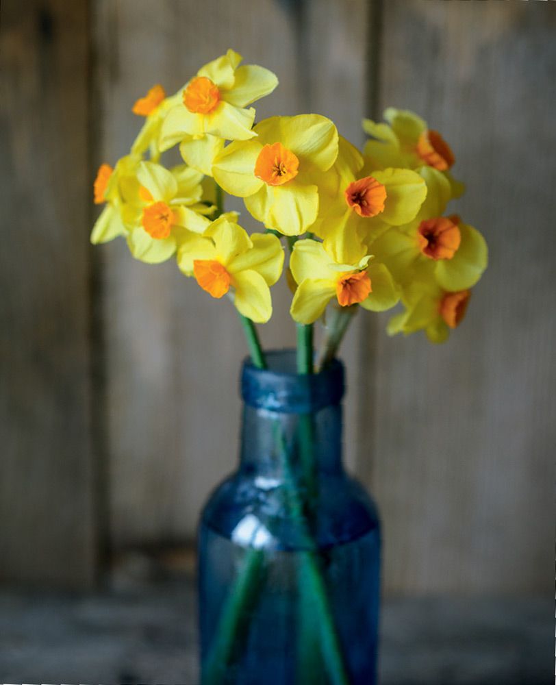 Scented daffodils are the perfect alternative to the ubiquitous red rose for - photo 8