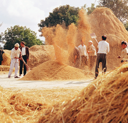 Farm laborers separate grain from the chaff using traditional methods that have - photo 6