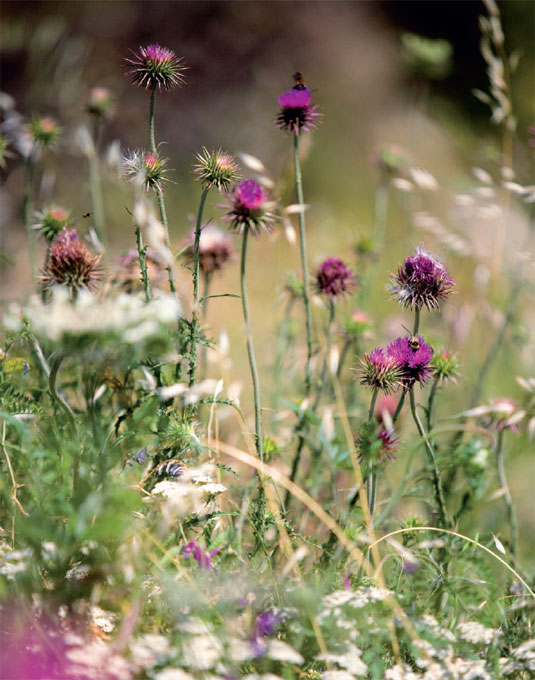 Spring is the opening of the food year The new growth that sprouts now will - photo 6