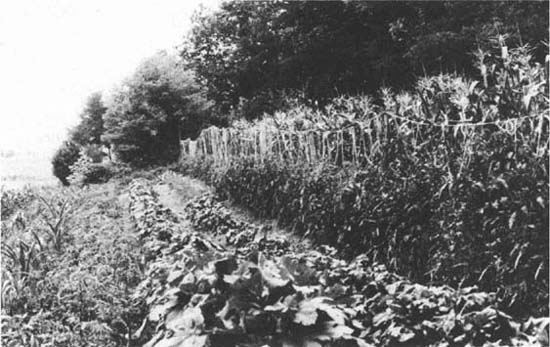 I LLUSTRATION 1 Ednie Buchanans vegetable garden The people raised their pork - photo 3