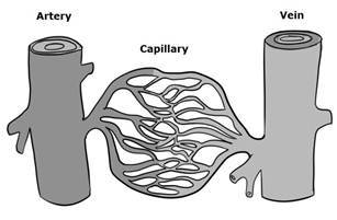 Digestive System The main job of the digestive system is to break down foodand - photo 2