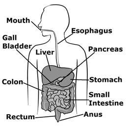 Endocrine System The endocrine system is the main system that co-ordinatesthe - photo 3