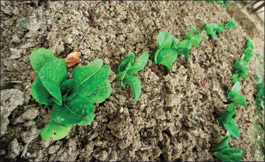 3 Temperature Plants grow best within an optimal range of temperatures This - photo 7