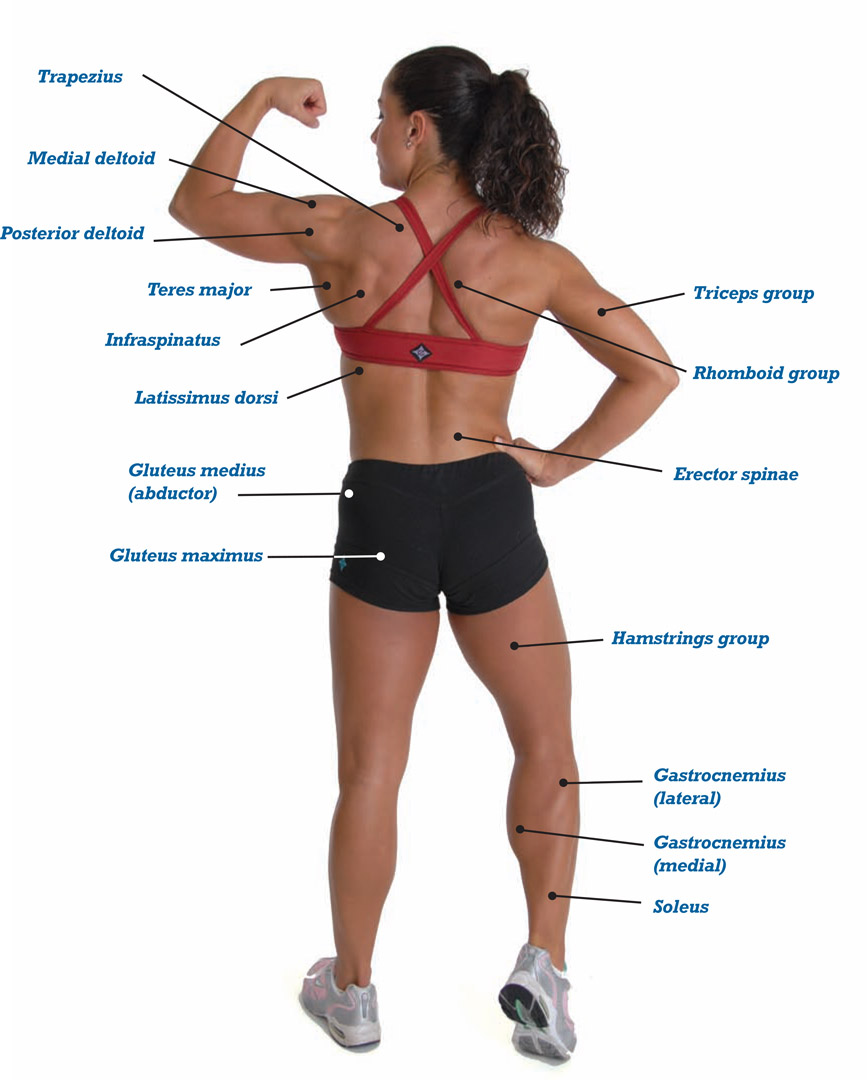 Appendix B Training and Climbing Macrocycle Chart - photo 5