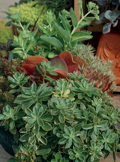 Sedums make perfect container plants Even if you dont have a garden you can - photo 2