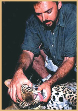 MY WORK WITH CHEETAHS BEGAN AT PHINDA and I am grateful to many people there - photo 4