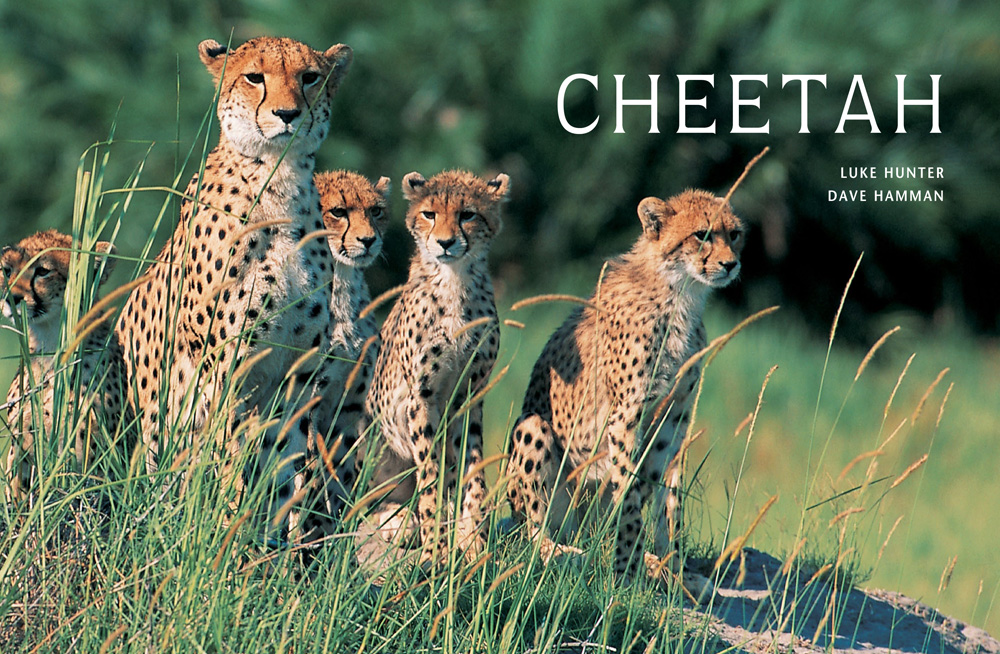 DEDICATIONS To my wife Sophie who shares my love of cheetahs and has spent many - photo 1