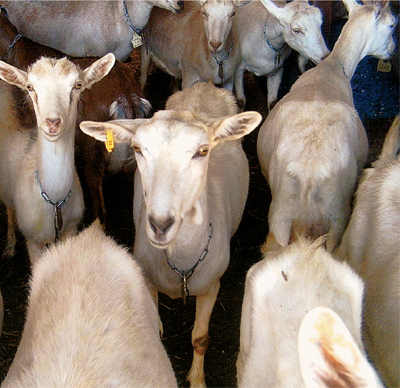 Goats arrive early in the morning for their daily milking As I read back - photo 6