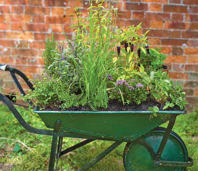 my tiny veg plot Lia Leendertz Photography by Mark Diacono contents The - photo 1