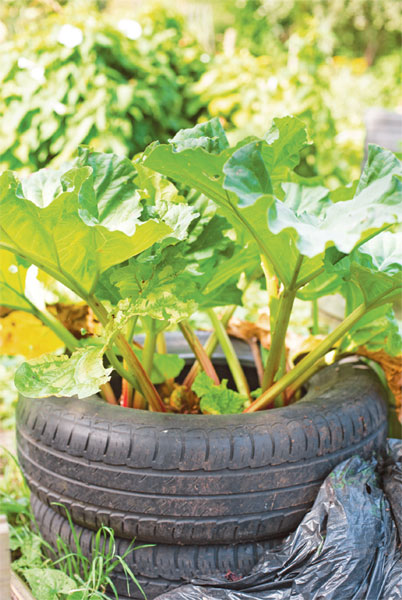 The most delicious of edible crops can be fitted into the tiniest of spaces - photo 3