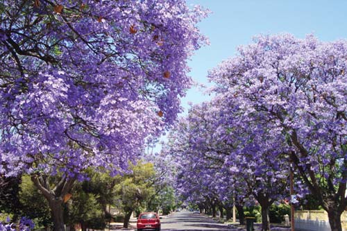 WHAT I LOVE ABOUT AUSTRALIA The heady mix of imposing eucalyptus trees tall - photo 11