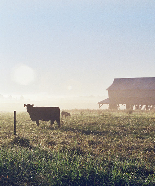 Woman-powered farm manual for a self-sufficient lifestyle from homestead to field - image 3