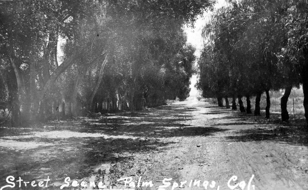 Palm Canyon Drive when trees vastly outnumbered people Taking a stroll in - photo 9