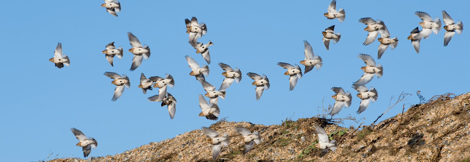 Snow Buntings often spend the winter on shingle beaches Studying bird - photo 5