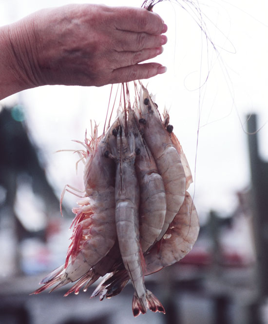 Kinds of Shrimp and Where They Come From Those who live on the shore consider - photo 2