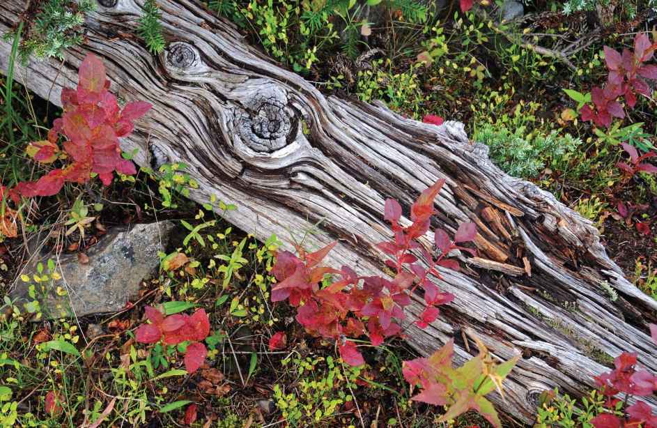 Old weathered log surrounded by huckleberry shrubs near Lake George Massive - photo 2