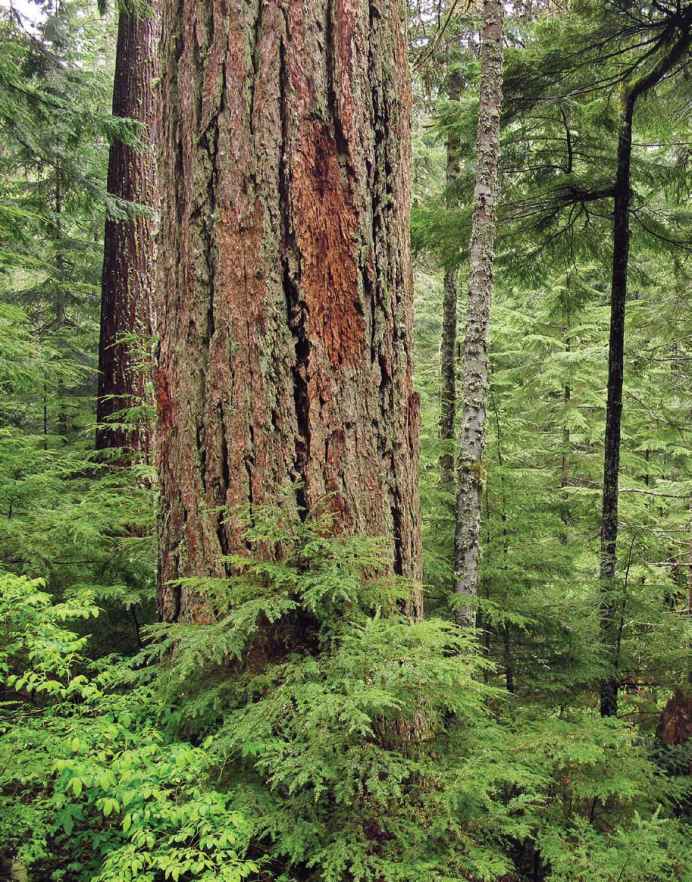 Massive old-growth Douglas fir along the Asahel Curtis Nature Trail Franklin - photo 3