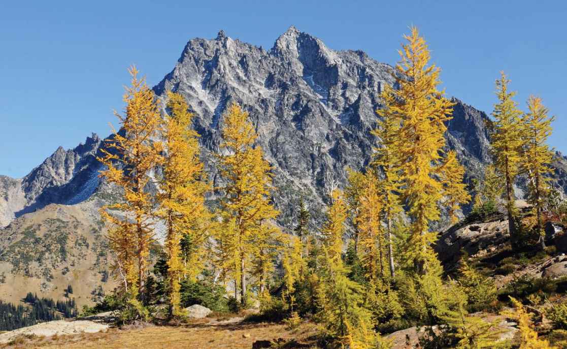 Spectacular golden alpine larch trees in autumn with views of Mount Stuart from - photo 6