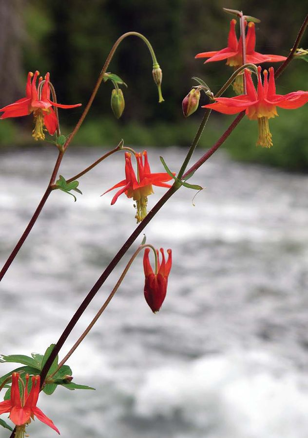 Red columbine flowering along the Cooper River Huckleberries make for - photo 7