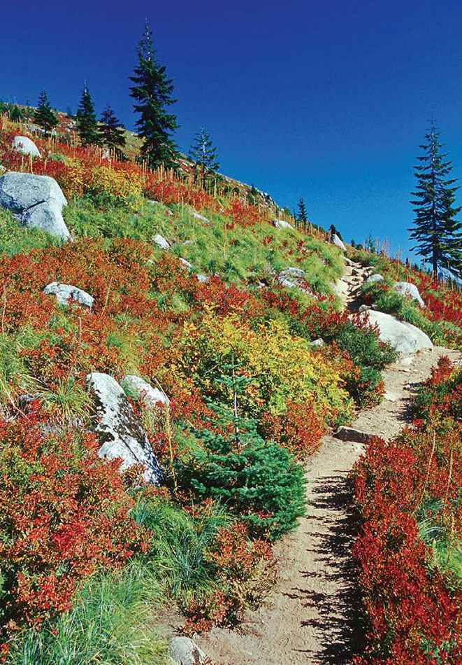 Huckleberries make for stunning fall color along the hike up Granite Mountain - photo 8