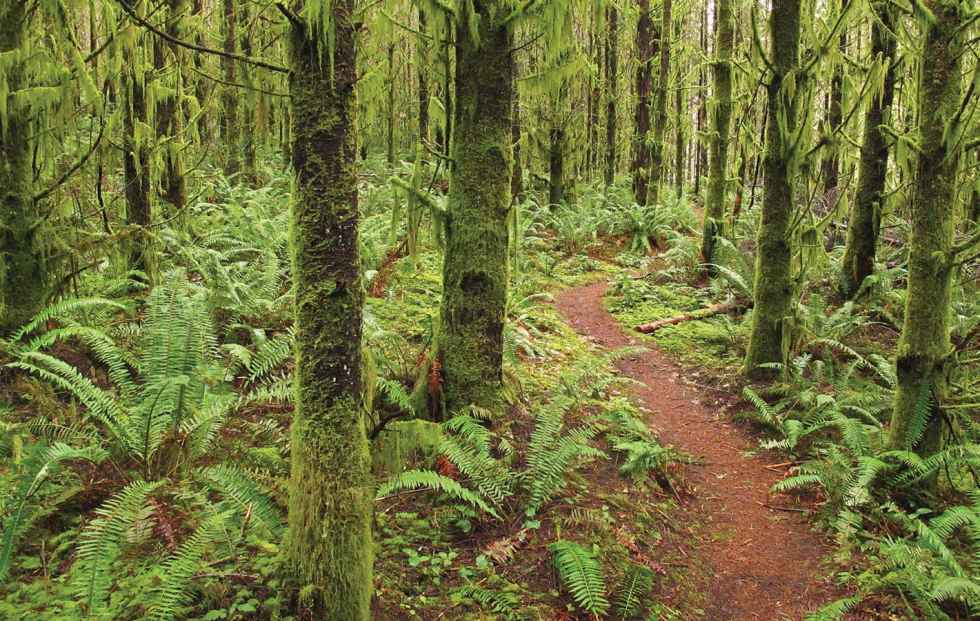 The upper trails at Tolt MacDonald Park pass through lush mossy forests - photo 11