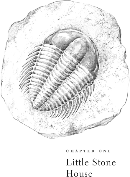 Upper Cambrian trilobite Labiostria westropi from Tanglefoot Creek - photo 4