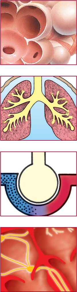 The pulmonary system delivers oxygen to the bloodstream and removes excess - photo 7