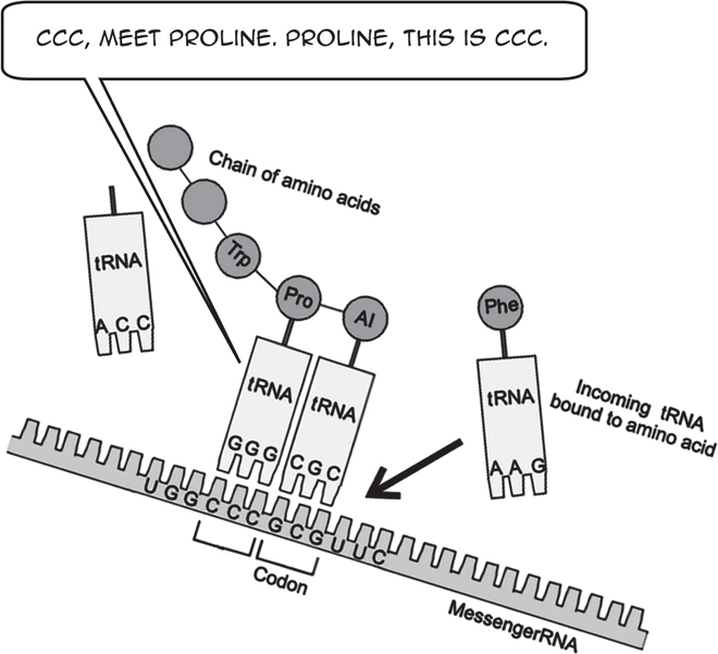 CCC MEET PROLINE PROLINE THIS IS CCC The sequence of amino acids in each - photo 6