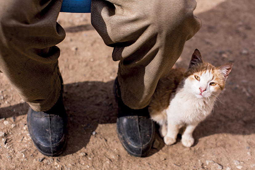 Cat at the feet of a Hakkri villager Copyright 2017 by Robyn Eckhardt - photo 4