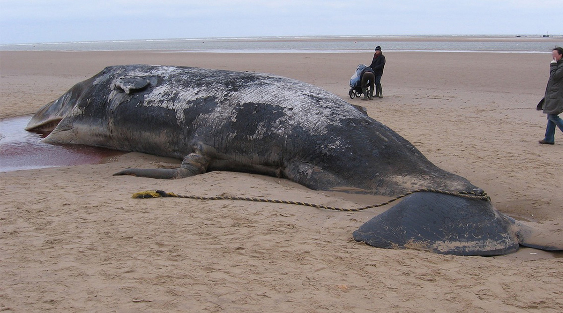 Fig 1 Heres a fat stupid idiot whale ruining everyones day at the beach by - photo 3