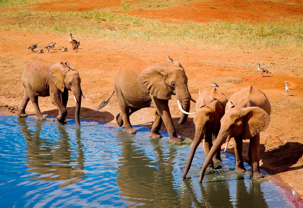 Elephants at a watering hole ANDRZEJ KUBIK SHUTTERSTOCK Stirring - photo 8