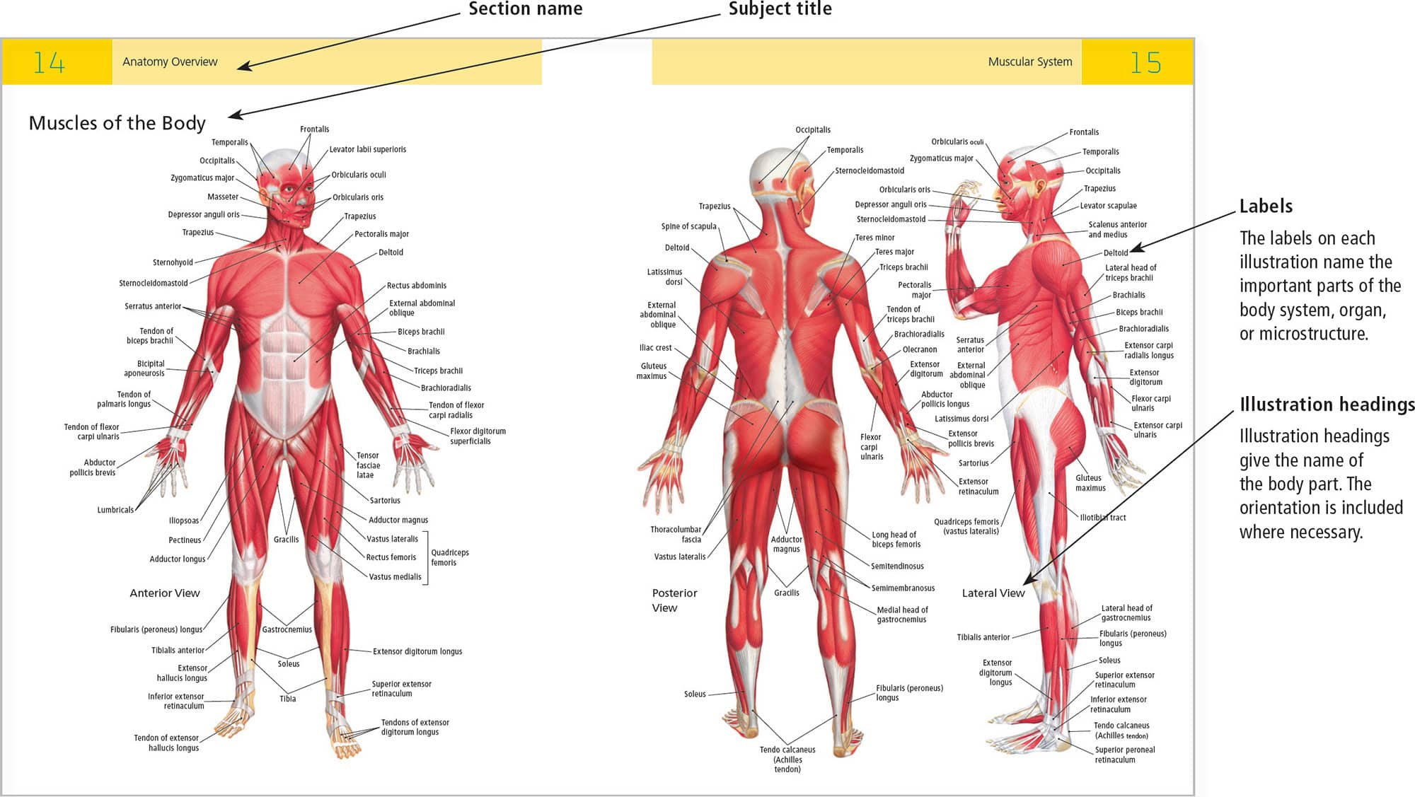 ASANA STEP-BY-STEP PAGES ASANA ANATOMY PAGES - photo 5