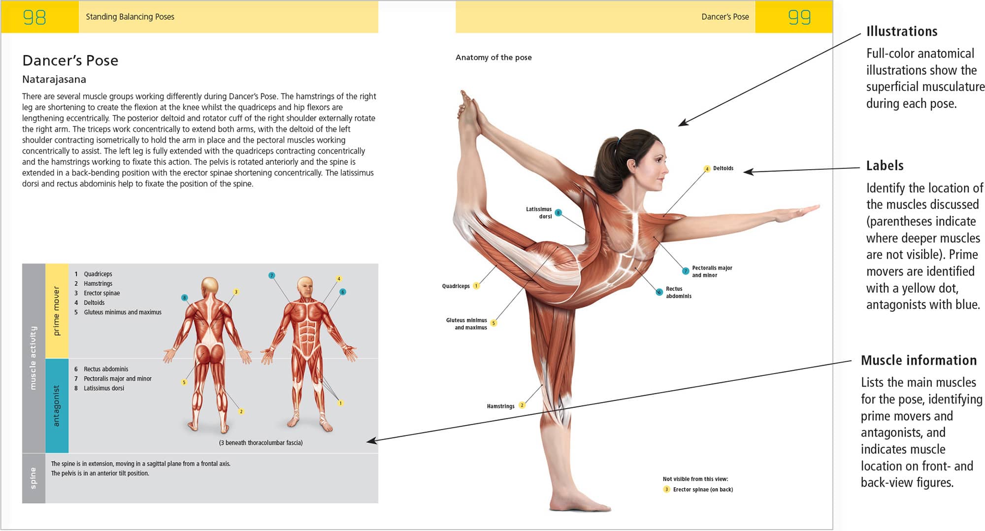 Anatomy Overview - photo 7