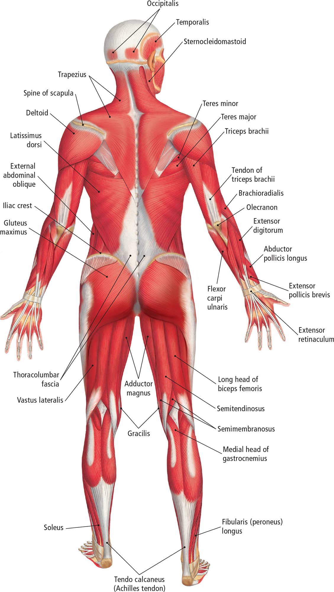 Lateral View Muscles of the Abdomen and Back Muscles of the AbdomenAnterior - photo 14