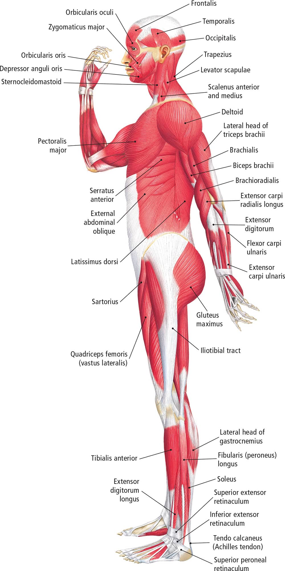 Muscles of the Abdomen and Back Muscles of the AbdomenAnterior View Muscles - photo 15