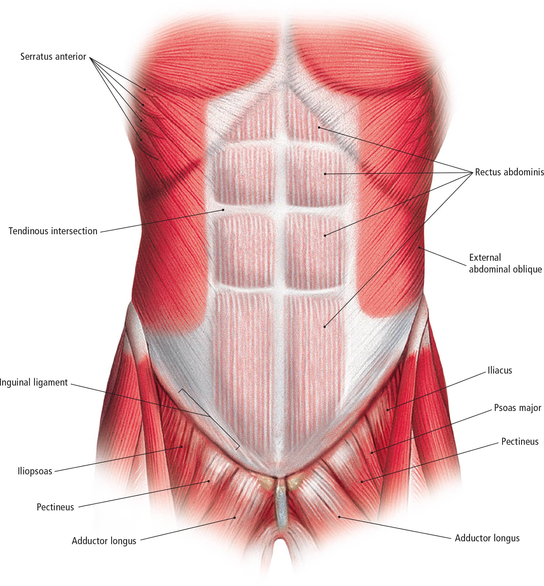 Muscles of the BackPosterior View Deep Muscles of the BackPosterior View - photo 16