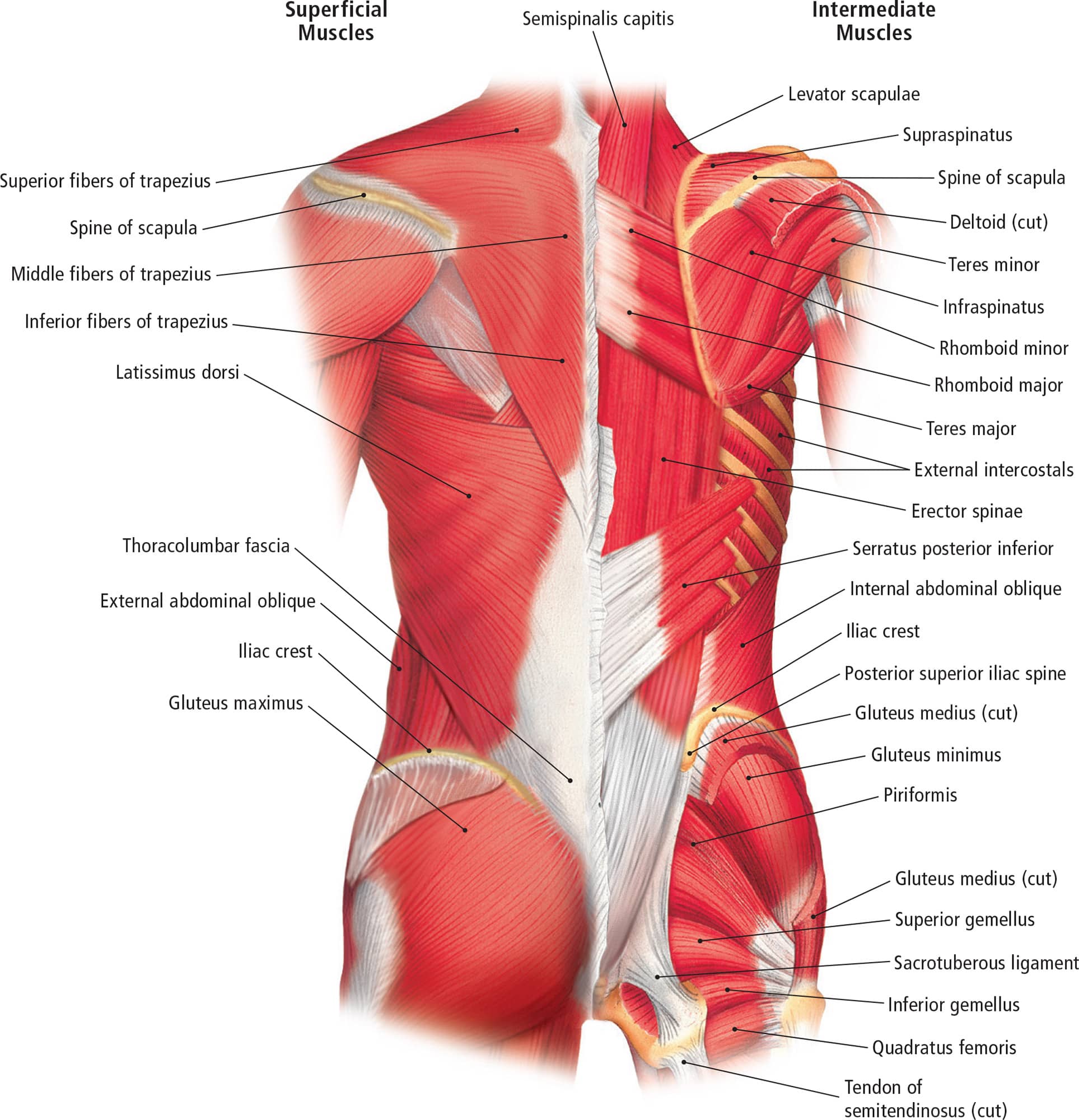 Deep Muscles of the BackPosterior View Muscles of the Upper and Lower Limb - photo 17