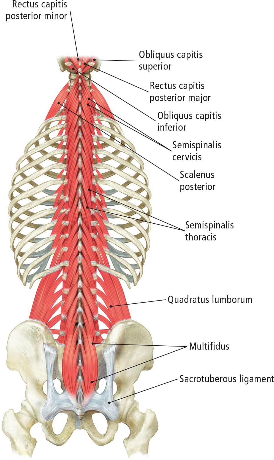 Muscles of the Upper and Lower Limb Superficial Muscles of the Upper - photo 18