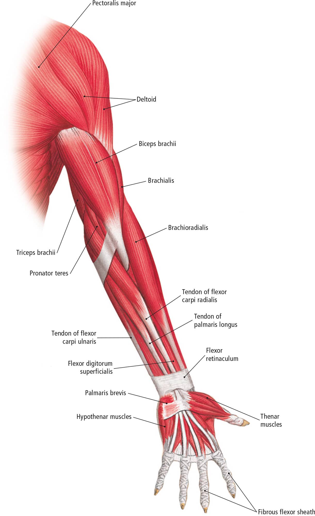 Superficial Muscles of the Upper LimbPosterior View Superficial Muscles of - photo 19