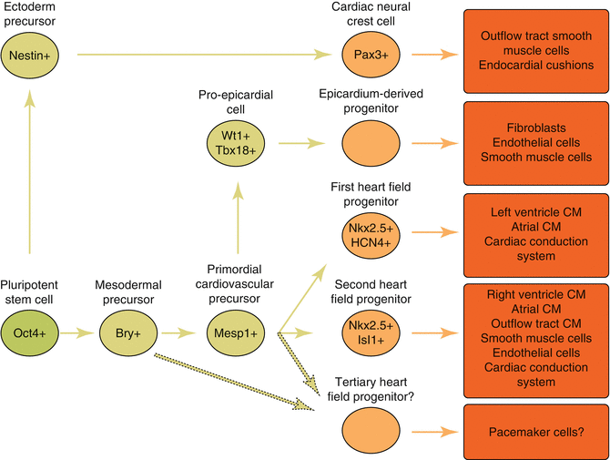 Fig 11 Cardiac cell lineage progression Intermediate stages generated from - photo 1