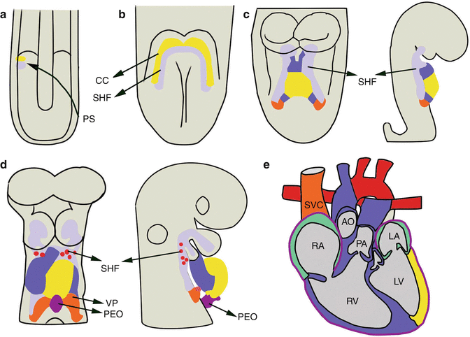 Fig 12 Cardiac development a Cardiac progenitors migrate anteriorly from - photo 2