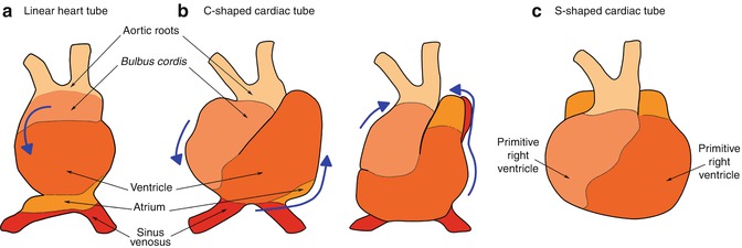 Fig 13 Cardiac looping The linear heart tube a twists and rotates - photo 3